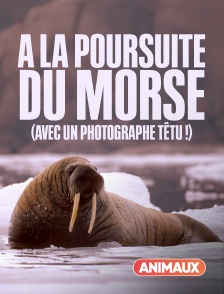 Animaux - A la poursuite du morse (avec un photographe têtu !)