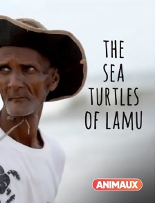 Animaux - The sea turtles of lamu