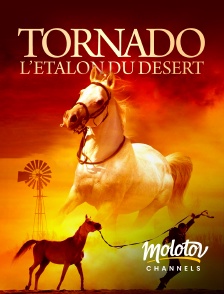 Molotov channels - Tornado, l'étalon du désert