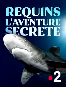 France 2 - Requins, l'aventure secrète