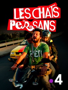 France 4 - Les chats persans