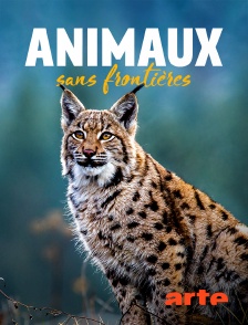 Arte - Animaux sans frontières