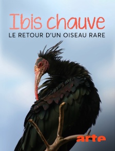 Arte - Ibis chauve : le retour d'un oiseau rare