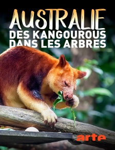 Arte - Australie : des kangourous dans les arbres