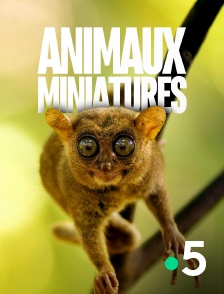 France 5 - Animaux miniatures