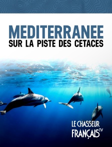 Le Chasseur Français - Méditerranée sur la piste des cétacés