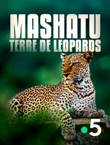 France 5 - Mashatu, terre de léopards