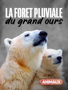 Animaux - La forêt pluviale du grand ours