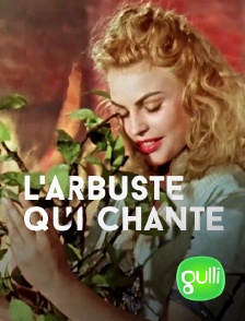 Gulli - L'arbuste qui chante