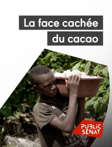 Public Sénat - La face cachée du cacao