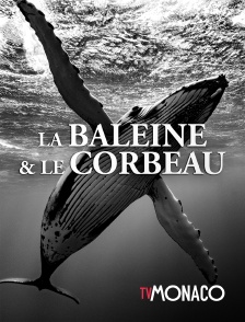 TV Monaco - La baleine et le corbeau