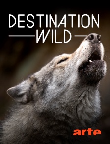 Arte - Destination Wild