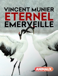 Animaux - Vincent Munier, éternel émerveillé