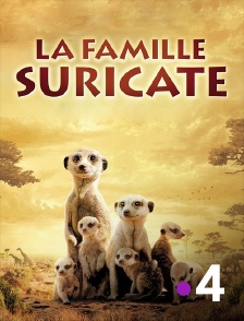 France 4 - La famille Suricate