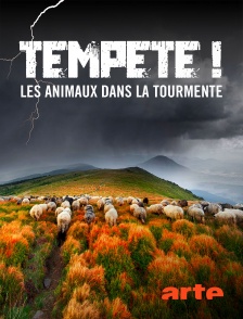 Arte - Tempête ! Les animaux dans la tourmente