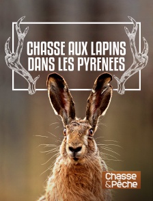 Chasse et pêche - Chasse aux lapins dans les Pyrénées