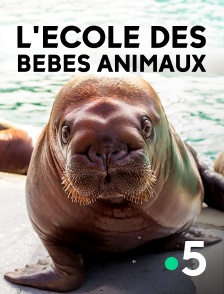 France 5 - L'école des bébés animaux