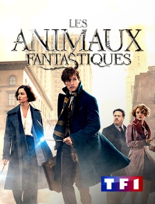 TF1 - Les animaux fantastiques