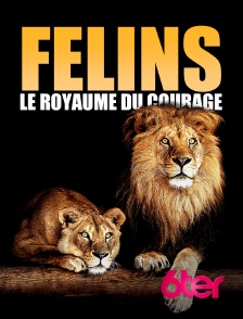 6ter - Félins: Le royaume du courage