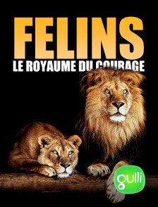 Gulli - Félins: Le royaume du courage