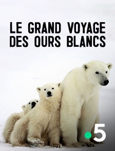 France 5 - Le grand voyage des ours blancs