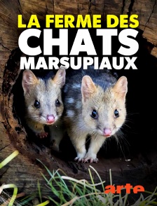 Arte - La ferme des chats marsupiaux : un refuge en Tasmanie