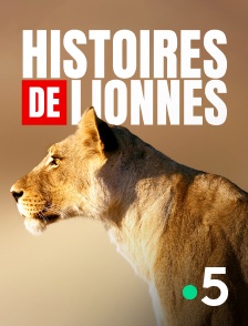 France 5 - Histoires de lionnes