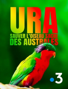 France 3 - Ura, sauver l'oiseau sacré des australes en replay