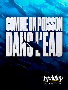 Molotov Channels - Comme un poisson dans l'eau