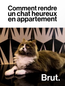 Brut - Comment rendre un chat heureux en appartement