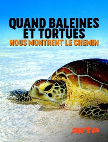 Arte - Quand baleines et tortues nous montrent le chemin