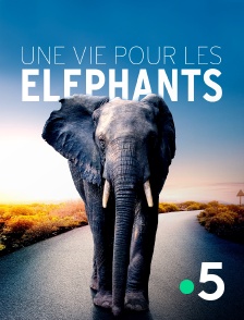 France 5 - Une vie pour les éléphants