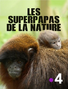 France 4 - Les superpapas de la nature