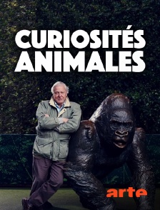 Arte - Curiosités animales