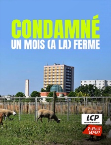 LCP Public Sénat - Condamné : un mois (à la) ferme