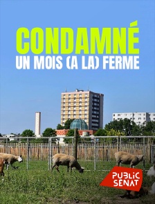 Public Sénat - Condamné : un mois (à la) ferme