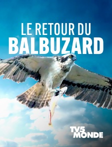 TV5MONDE - Le retour du Balbuzard