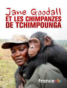 France.tv - Jane Goodall et les chimpanzés de Tchimpounga