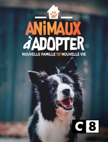 C8 - Animaux à adopter : nouvelle famille pour une nouvelle vie