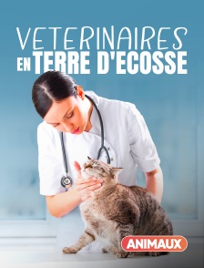 Animaux - Vétérinaires en terre d'Ecosse