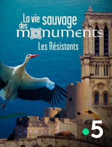 France 5 - La vie sauvage des monuments : Les résistants en replay