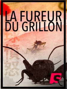 Spicee - La fureur du grillon