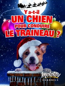 Molotov channels - Y a-t-il un chien pour conduire le traîneau ?