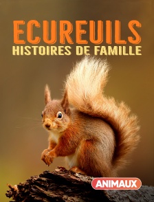 Animaux - Ecureuils, histoires de famille