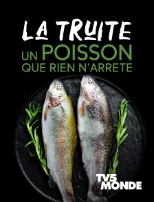 TV5MONDE - La truite, un poisson que rien n'arrête