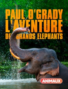 Animaux - Paul O'Grady : l'aventure des grands éléphants