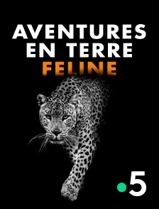 France 5 - Aventures en terre féline