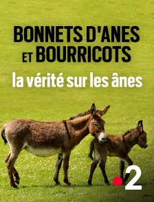 France 2 - Bonnets d'ânes et bourricots, la vérité sur les ânes