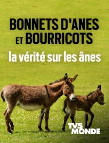 TV5MONDE - Bonnets d'ânes et bourricots, la vérité sur les ânes