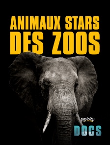 Molotov Channels Docs - Animaux stars des zoos